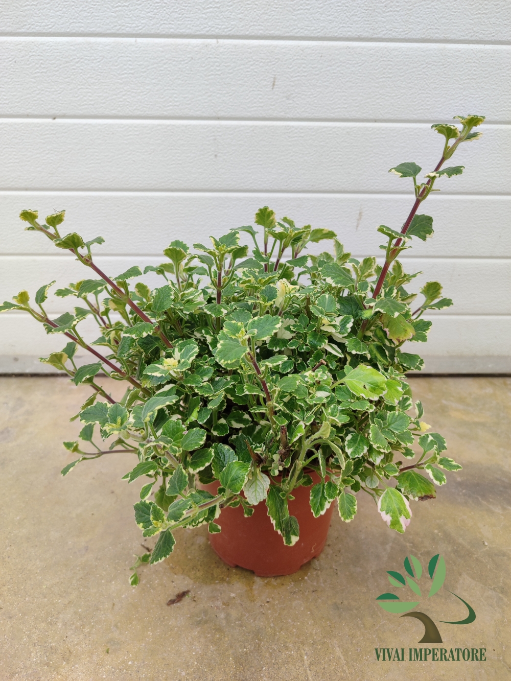 Plectranthus coleoides